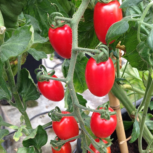Tomato Katiebell